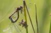 Sympetrum vulgatum